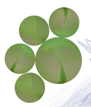Billes Assorties MONSTRES 20/16mm+1/25mm - Swanp Thing - Vampire - Werewolf - Zombie - 20 Filets